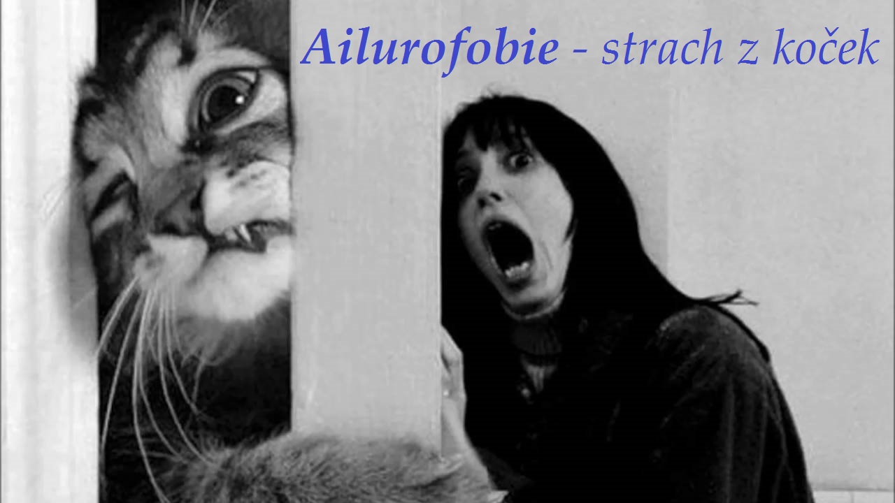 ailurofobie strach z kocek priznaky projevy symptomy pricina lecba 2
