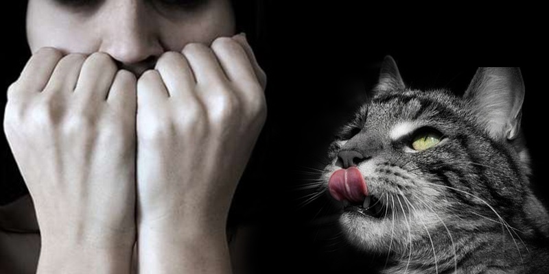 ailurofobie strach z kocek priznaky projevy symptomy pricina lecba