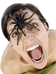 strach-z-pavouku-arachnofobie-priznaky-projevy-symptomy